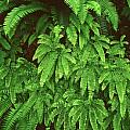 O ferns