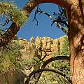 Ponderosa Pine at Smith Rocks