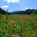 Indian Paintbrush at Todd Lake